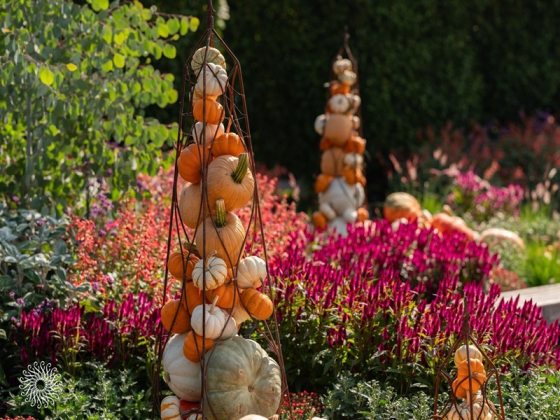A beautiful fall garden scene featuring a tiered topiary of white, orange, and pale green pumpkins and gourds stacked within a wire frame. The topiary is surrounded by beds of vivid magenta-purple celosia and green foliage, with a second, similar pumpkin stack visible in the soft-focus background.